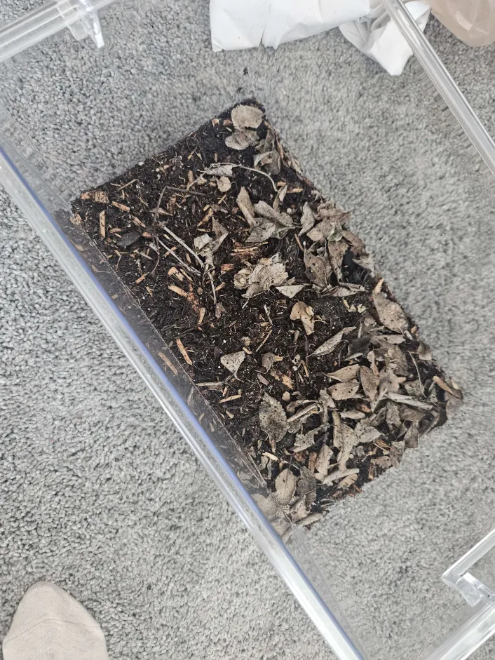 Same clear container now on a carpet floor with dead leaves inside.