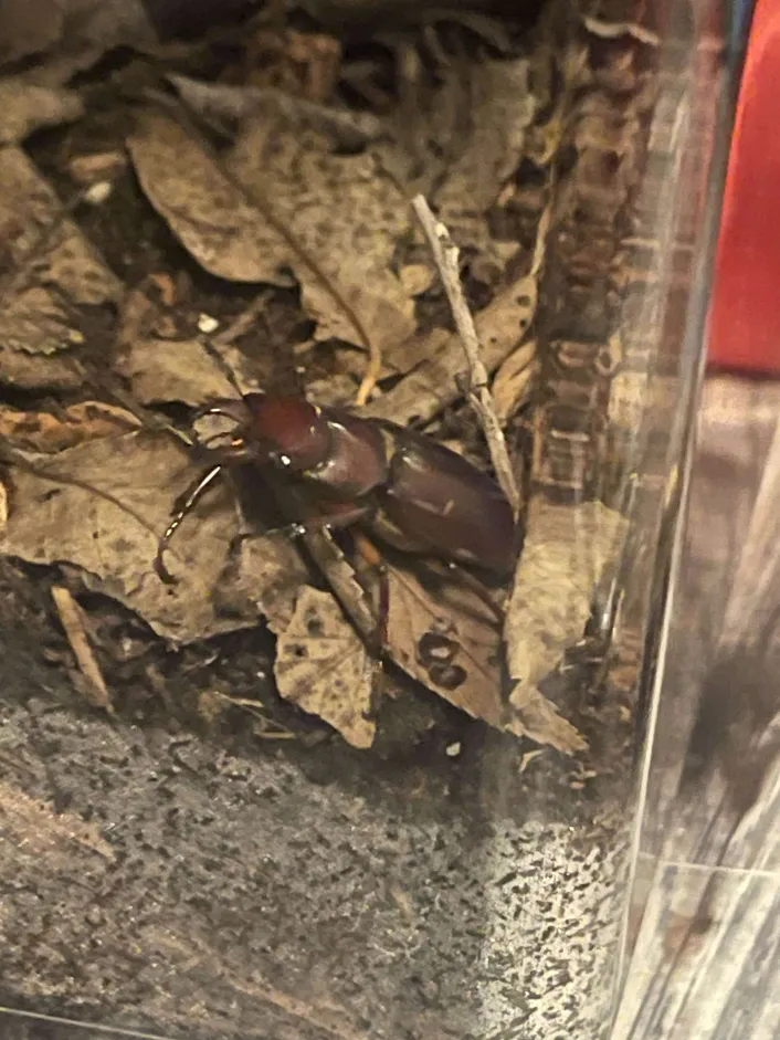 Steve in the corner of his enclosure