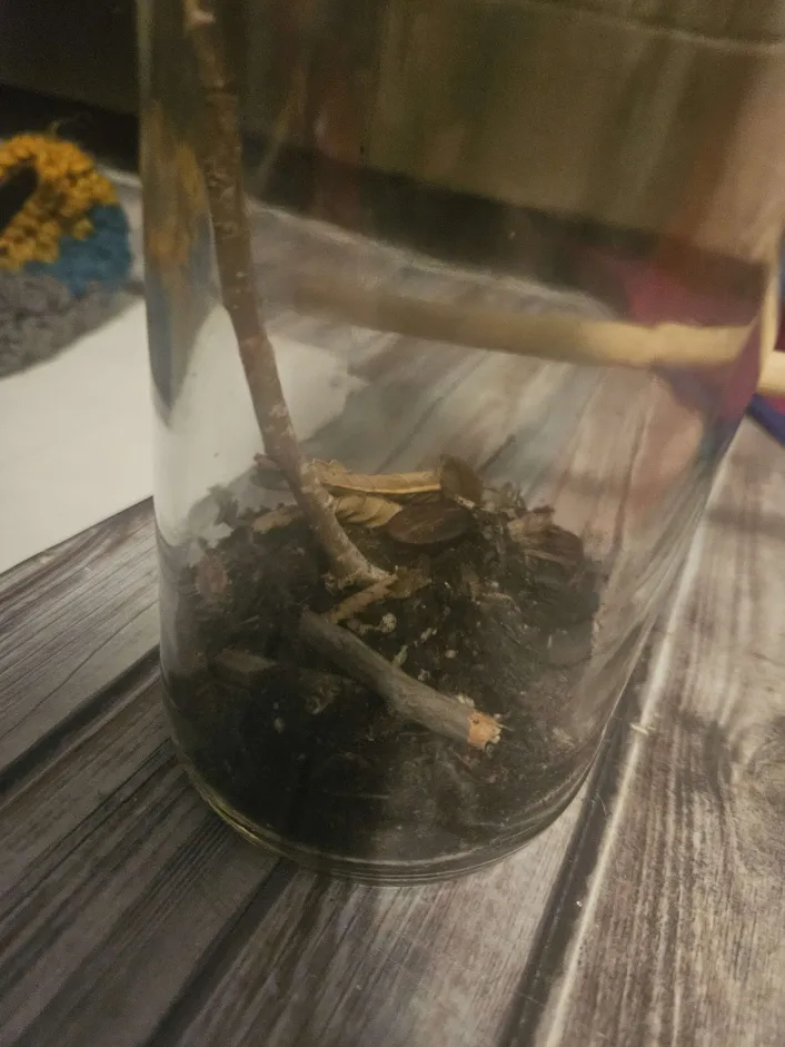 Glass jar filled with dirt and dead leaves with a stick in the middle